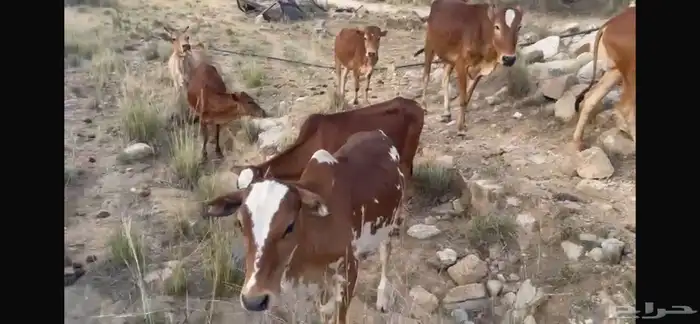 بقر مراح كامل صحيحة على الشرط 4