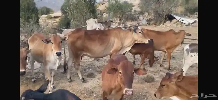 بقر مراح كامل صحيحة على الشرط 9