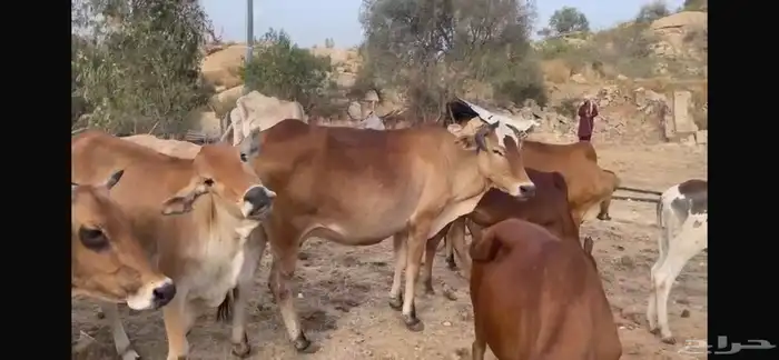 بقر مراح كامل صحيحة على الشرط 2