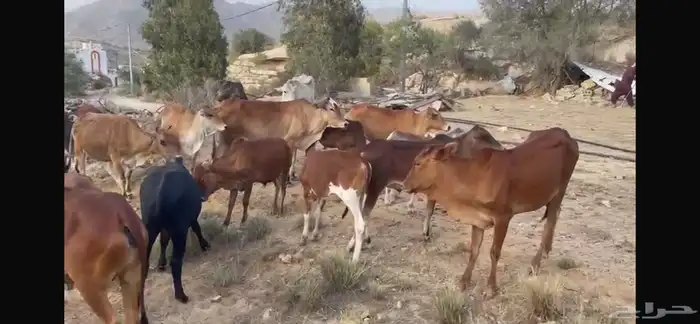 بقر مراح كامل صحيحة على الشرط 11