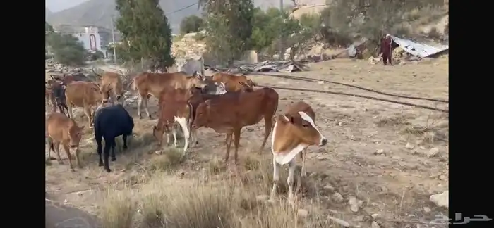 بقر مراح كامل صحيحة على الشرط 12