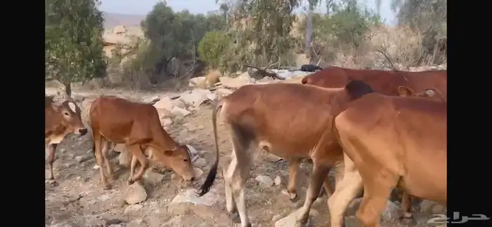 بقر مراح كامل صحيحة على الشرط 3