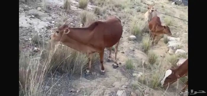 بقر مراح كامل صحيحة على الشرط 5