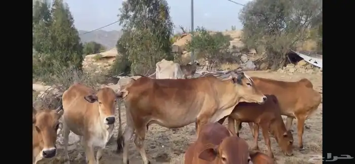 بقر مراح كامل صحيحة على الشرط 10