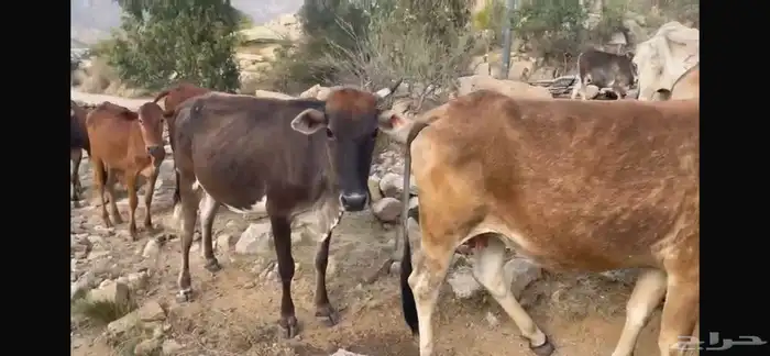 بقر مراح كامل صحيحة على الشرط 8