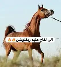 فرس مكس جمال فاخره ومعها بنتها 6