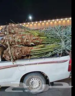 نخيل لبيع 8