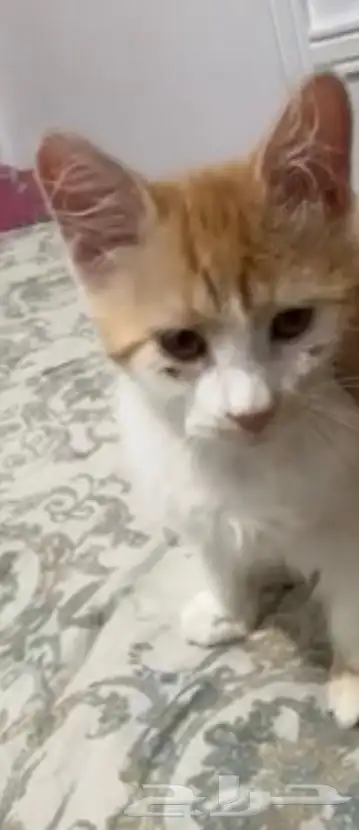 مفقود الطايف اسمه سيمبا اللي يلقاه له مبلغ مالي 3