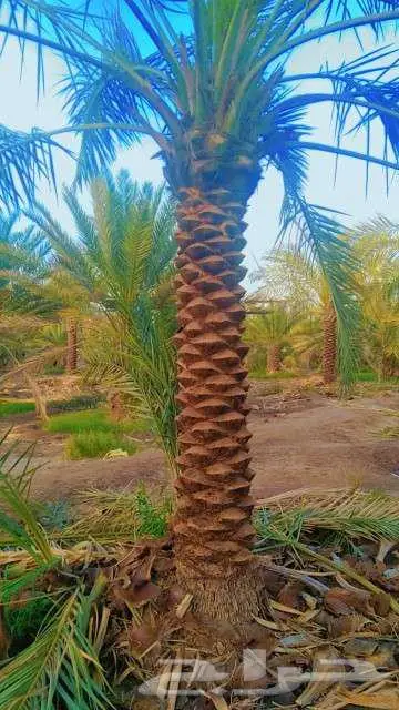 نخيل لبيع 6