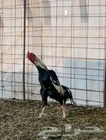 ديك باكستاني حار توب التوب 5