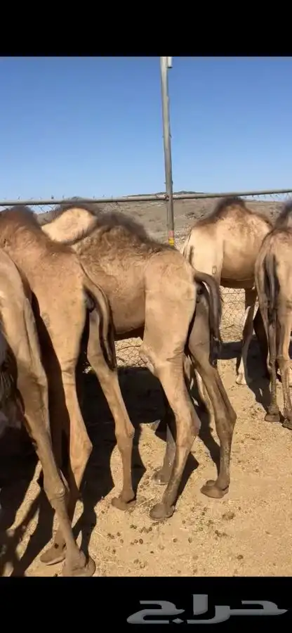 بكار للبيع 4