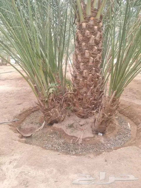 نخيل لبيع 1