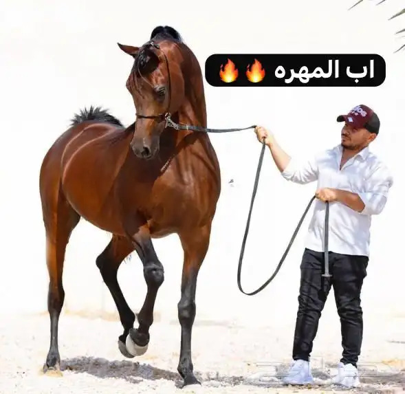 فرس مكس جمال فاخره ومعها بنتها 5