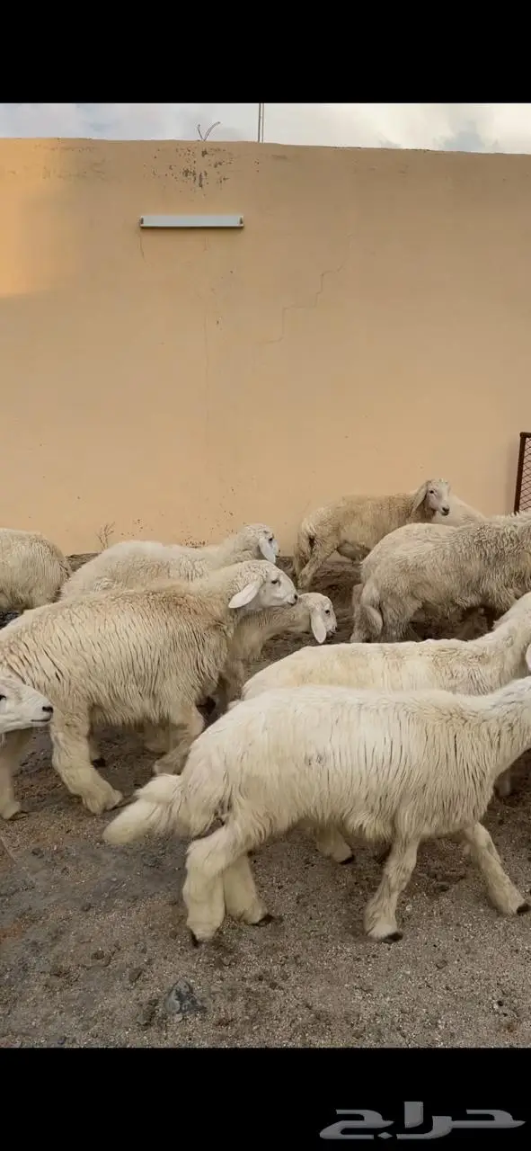 طليان اضاحي 4