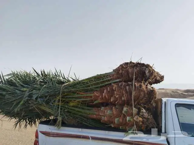 نخيل لبيع 2