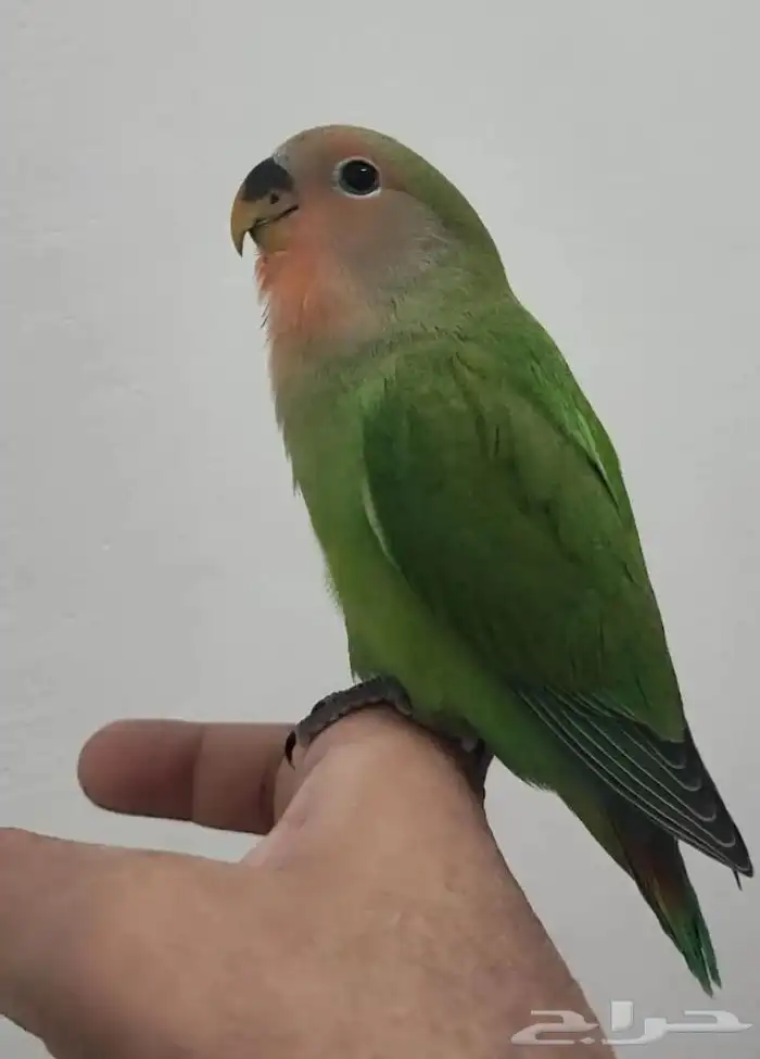 ببغاء روز اليف 0
