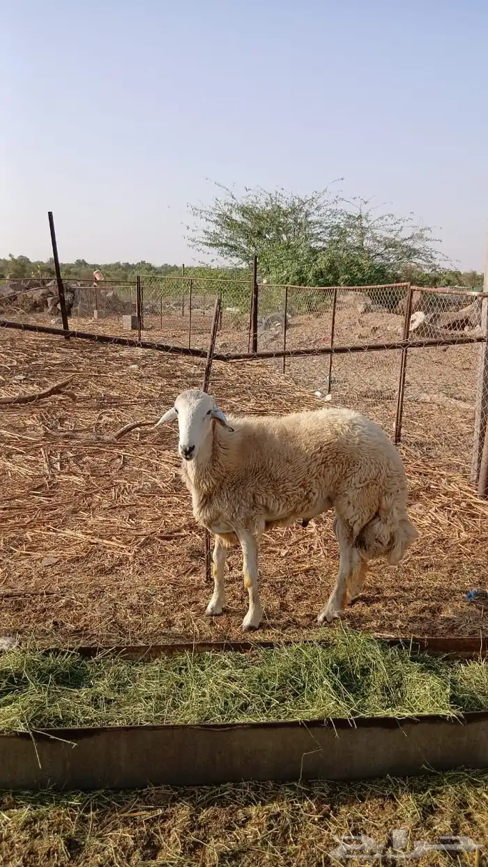 تم البيع 0