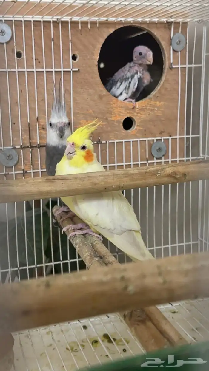 زوج كروان 3