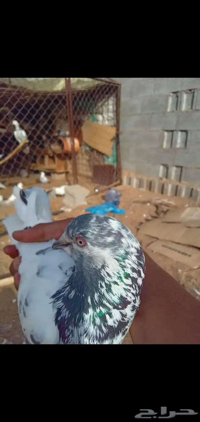 للبيع حمام بكستاني 2