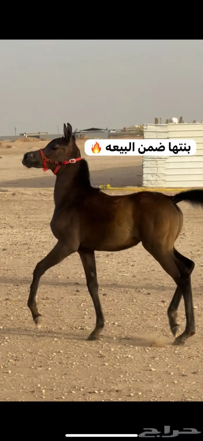 فرس مكس جمال فاخره ومعها بنتها 4