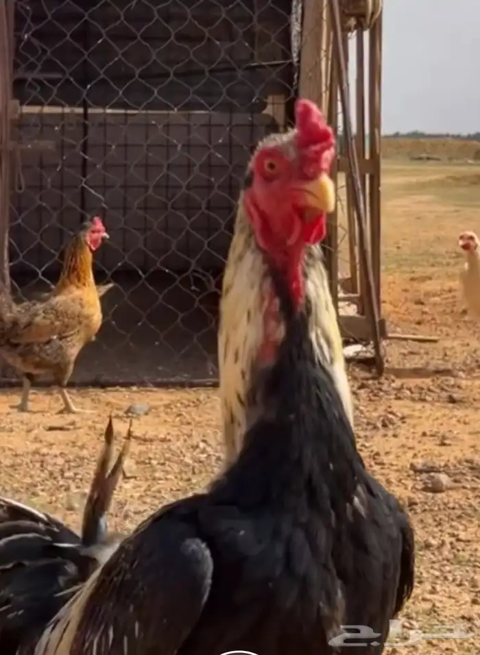 ديك باكستاني حار توب التوب 4