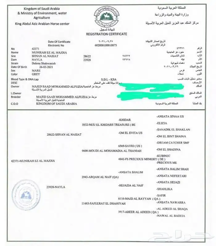 فرس مكس جمال فاخره ومعها بنتها 7