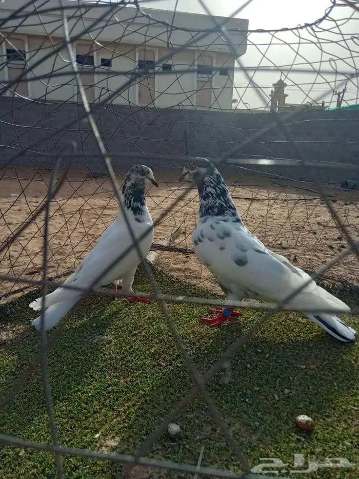 للبيع حمام بكستاني 1