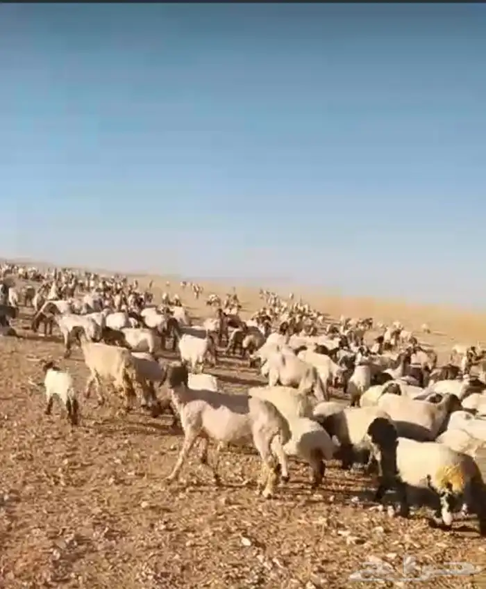 قصاص غنم ماكينه 0
