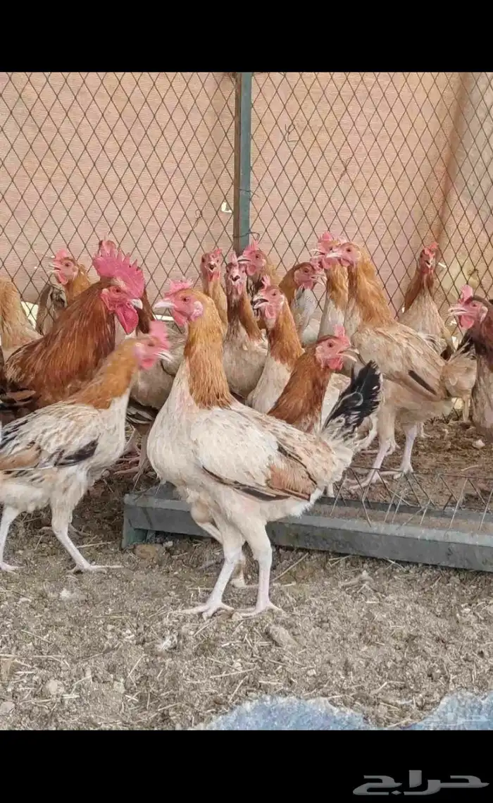 دجاج بلدي بياض شرط 1