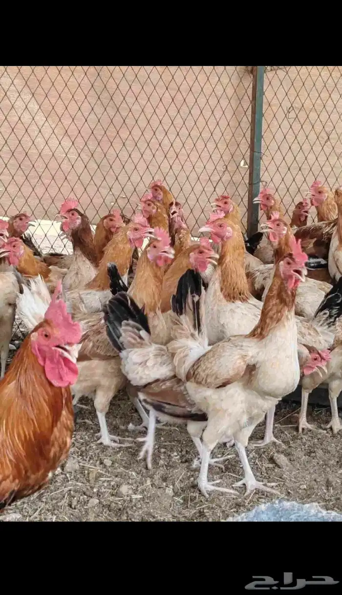 دجاج بلدي بياض شرط 0
