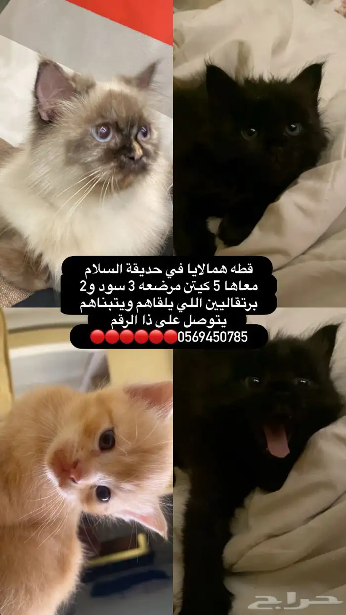 كانو في حديقة السلام قطة 0