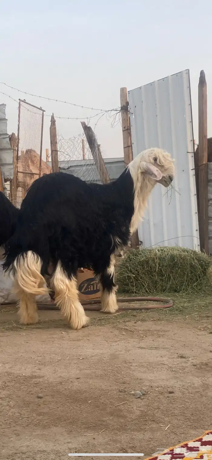 بيشة 0