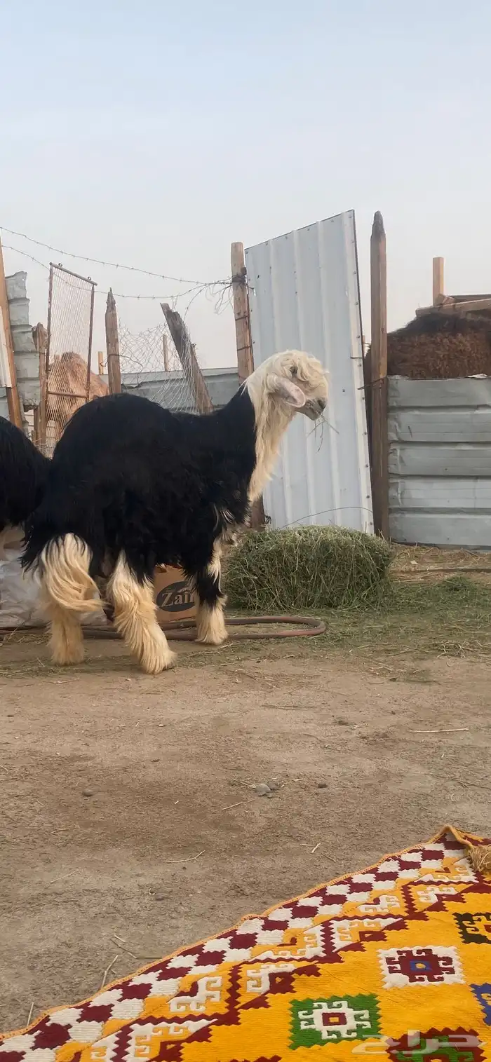 بيشة 2