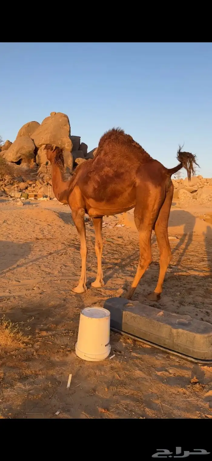 لقحه حمراء دم دهماء 1