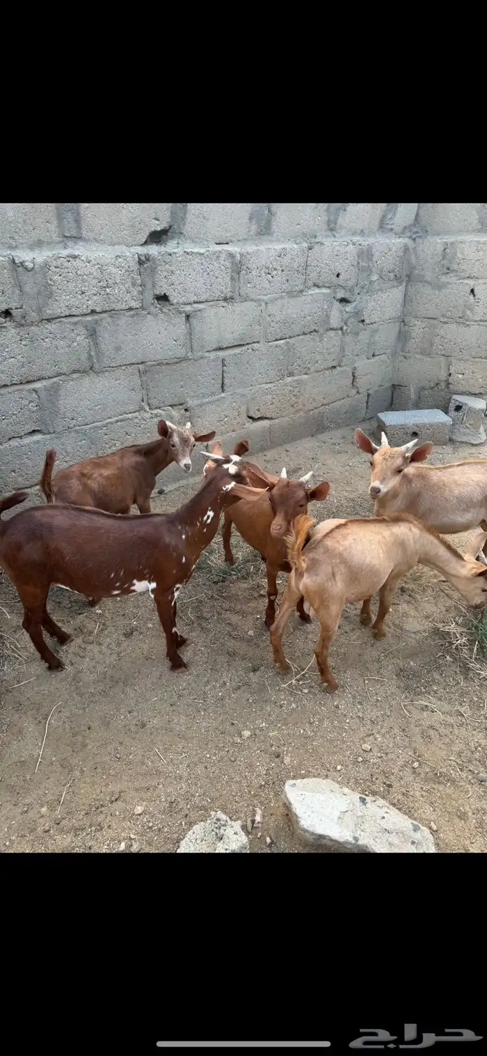 تيوس للبيع 5