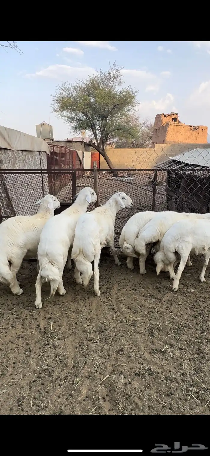 اضاحي فل شحم واكلها نظيف ( تم البيع ) 5
