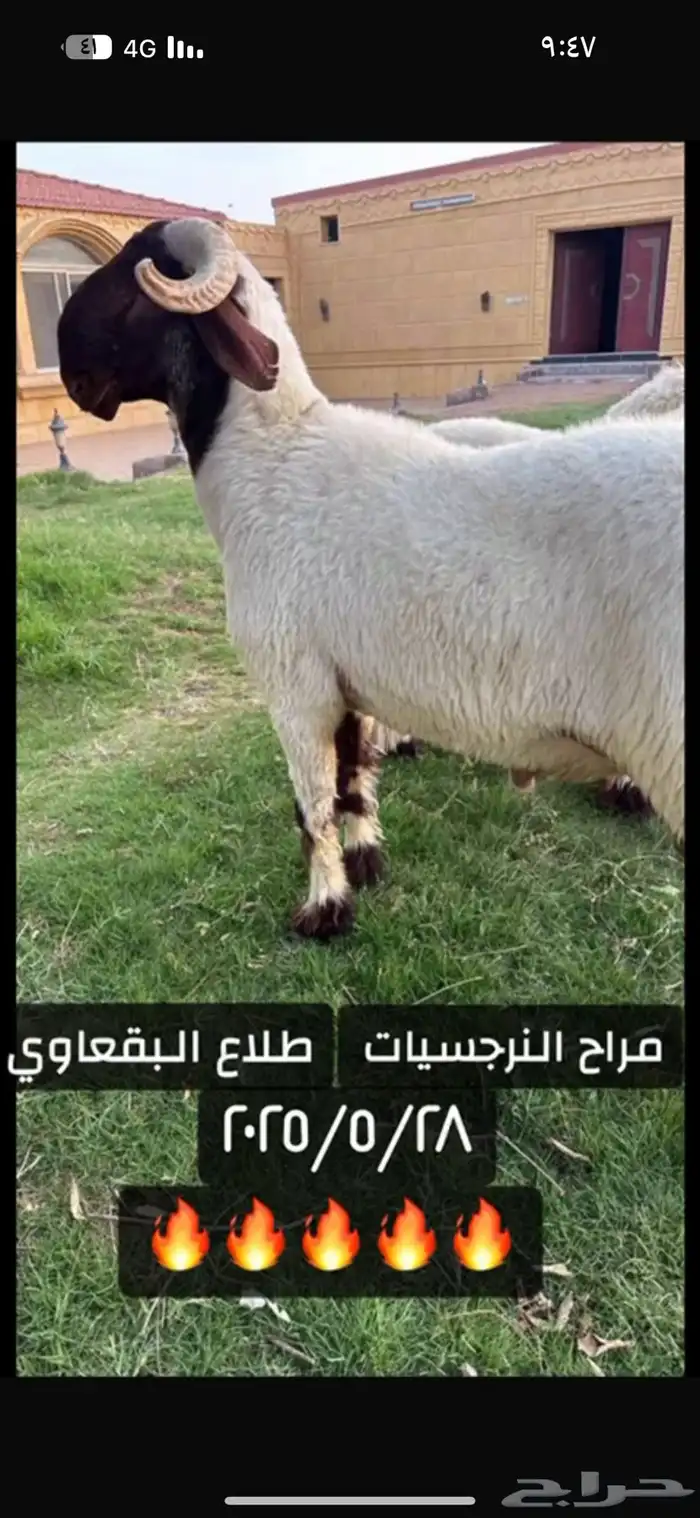 فحول نعيم صنف للبيع 1