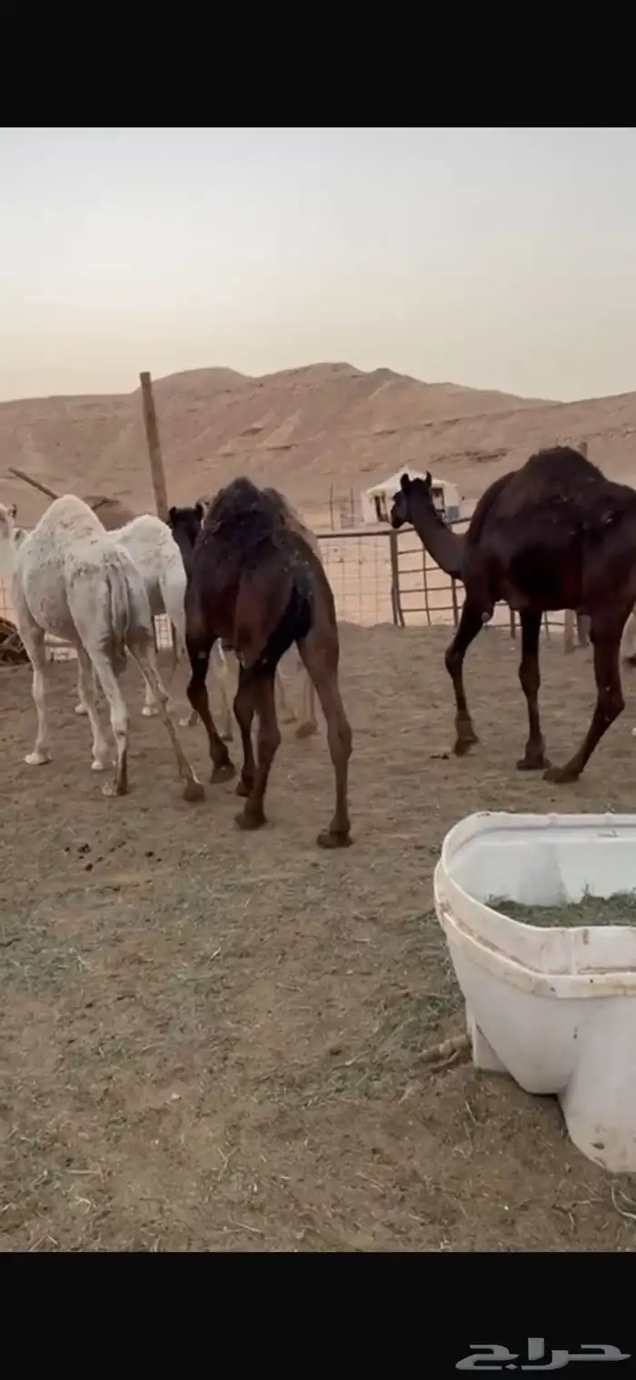 قعدان مفاريد سمان للبيع 2