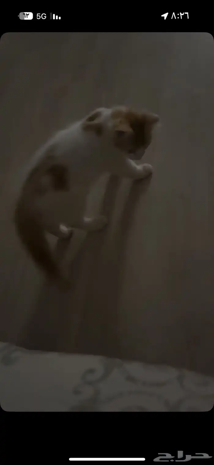 مفقود الطايف اسمه سيمبا اللي يلقاه له مبلغ مالي 1