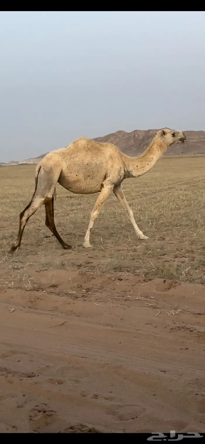 ناقه كفو وسره وطفاح وضروبه جذعه 0