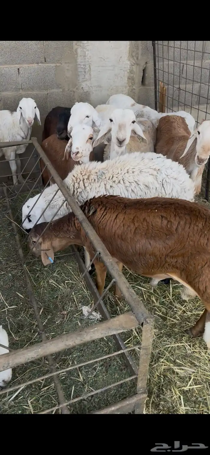 سواكن مرابي 6 شهور 2