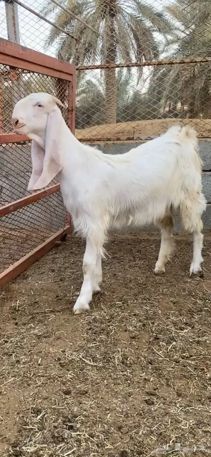 جفره برصا 0