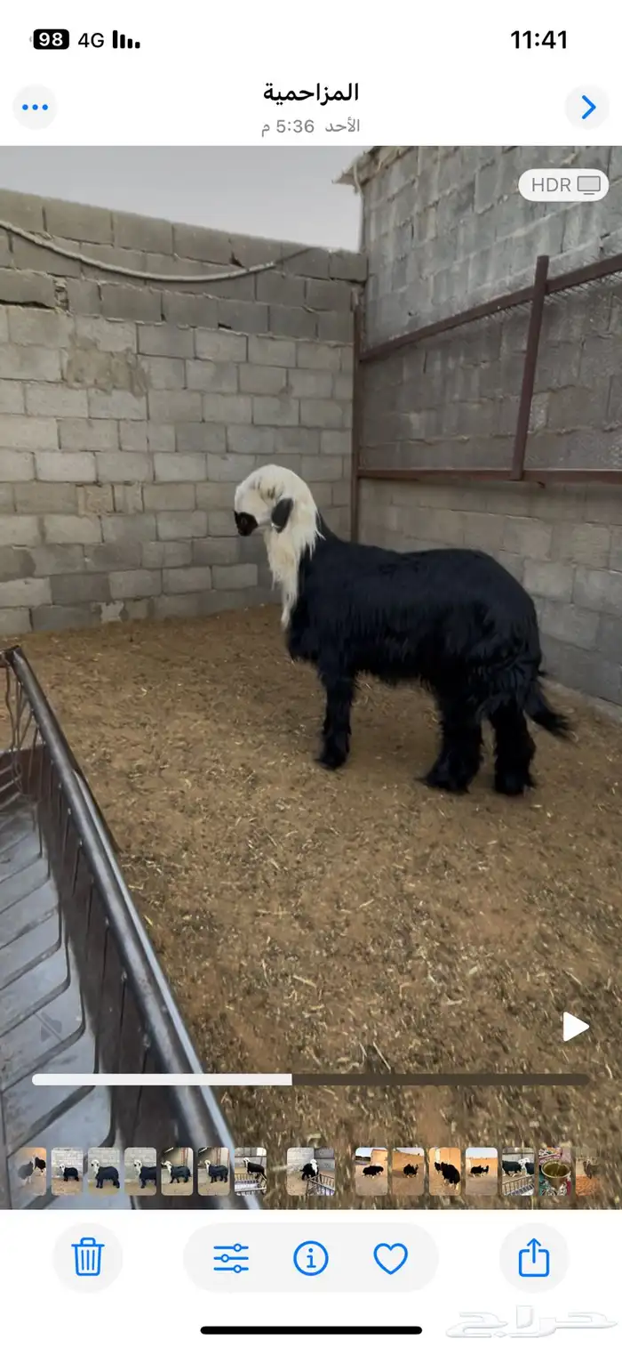 طلي فاخر نجدي ادغم - دغم 5