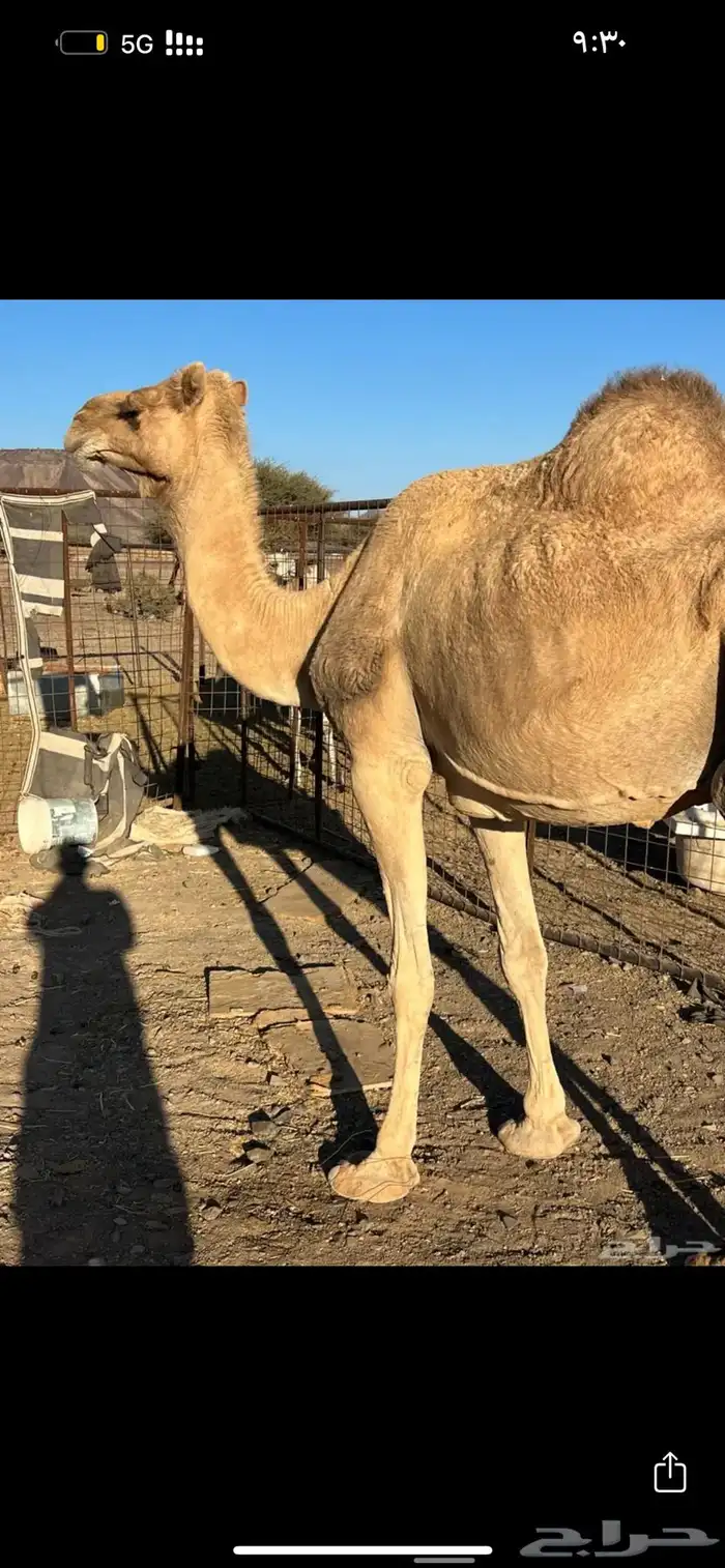 خلفه طيبه حمرا ب 7500 0