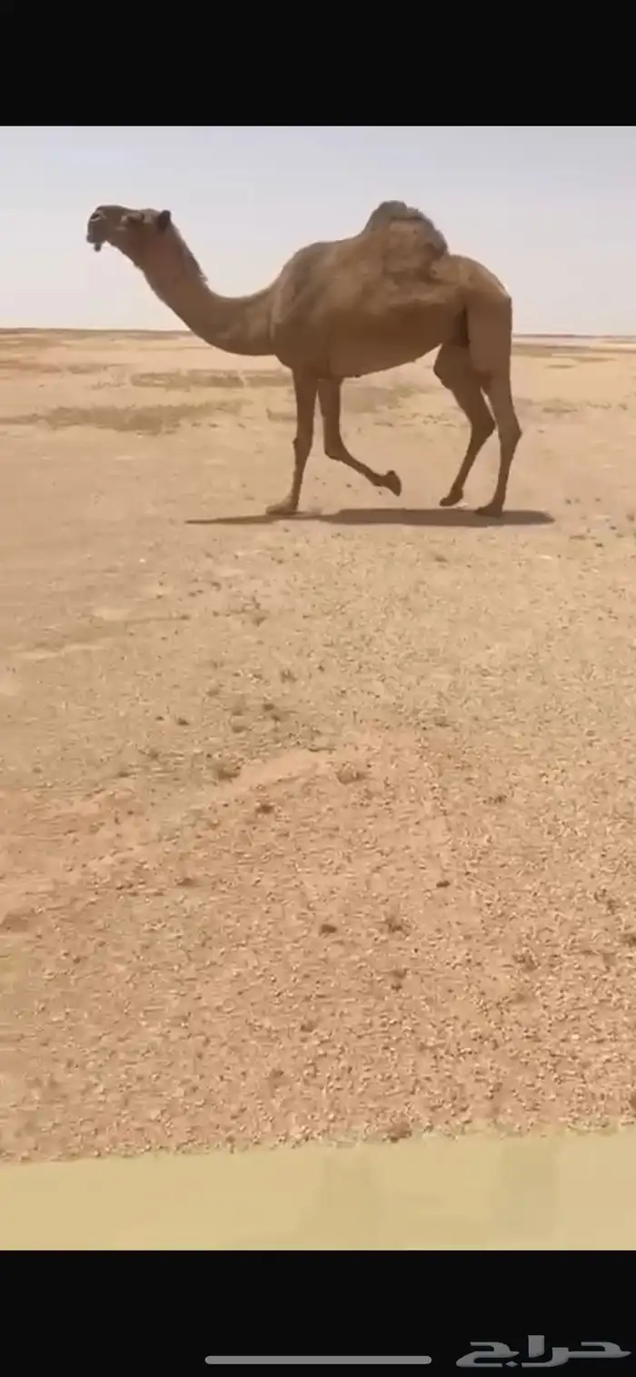 للبيع الصفرا القحه ساسه كرعانيه 0