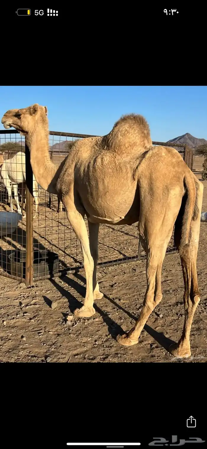 خلفه طيبه حمرا ب 7500 3