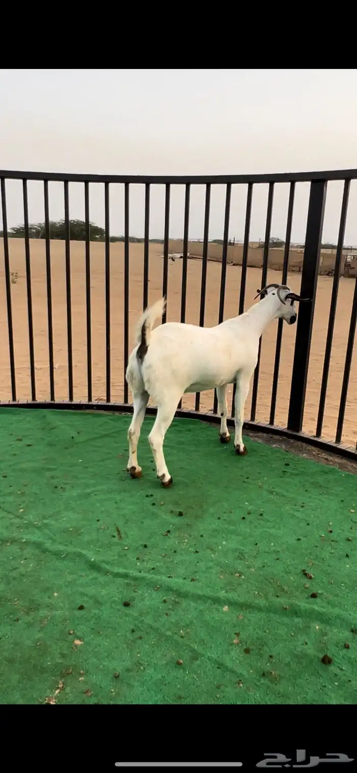 عنز بيشيه 1