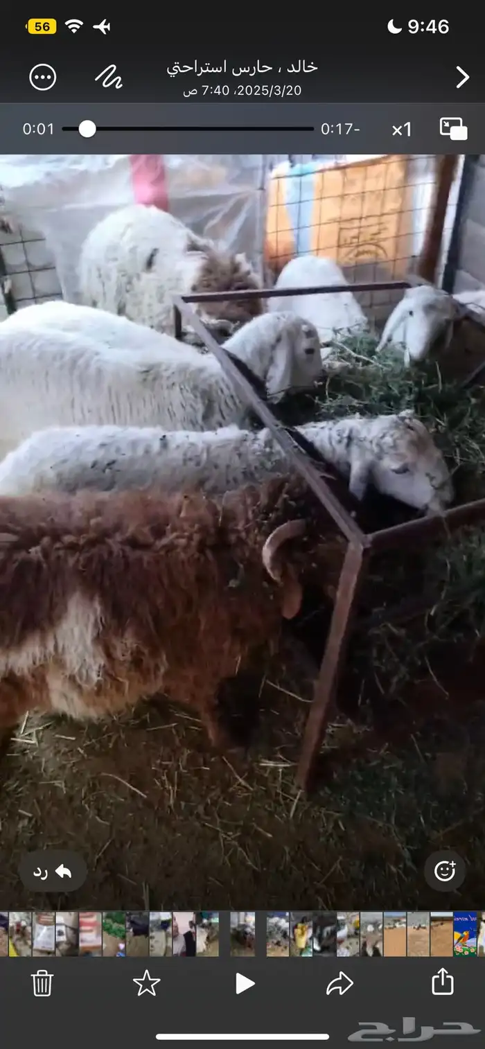 ضحايا شرط نعيم طيباة يامدور الطيب لاتفوتك 0