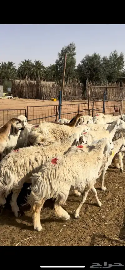 غنم دفيع تمم البيع 0