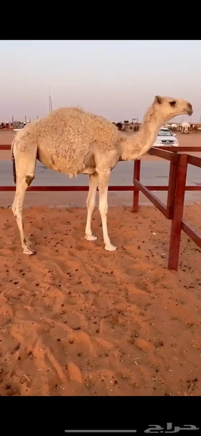 بكره 0